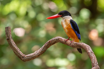 Black Capped Kingfisher (Halcyon Pileata) on wrecked branch of the tree looking for food with isolated background and copyspace for wording purpose the black head kingfisher has unique red beak and bl