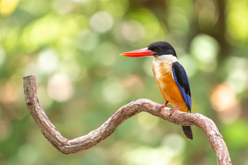 Black Capped Kingfisher (Halcyon Pileata) on wrecked branch of the tree looking for food with isolated background and copyspace for wording purpose the black head kingfisher has unique red beak and bl
