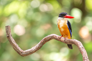 Black Capped Kingfisher (Halcyon Pileata) on wrecked branch of the tree looking for food with isolated background and copyspace for wording purpose the black head kingfisher has unique red beak and bl
