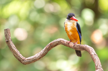 Black Capped Kingfisher (Halcyon Pileata) on wrecked branch of the tree looking for food with isolated background and copyspace for wording purpose the black head kingfisher has unique red beak and bl