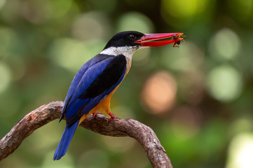 Black Capped Kingfisher (Halcyon Pileata) on wrecked branch of the tree looking for food with isolated background and copyspace for wording purpose the black head kingfisher has unique red beak and bl