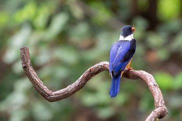 Black Capped Kingfisher (Halcyon Pileata) on wrecked branch of the tree looking for food with isolated background and copyspace for wording purpose the black head kingfisher has unique red beak and bl