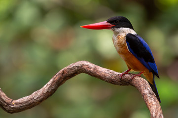 Black Capped Kingfisher (Halcyon Pileata) on wrecked branch of the tree looking for food with isolated background and copyspace for wording purpose the black head kingfisher has unique red beak and bl