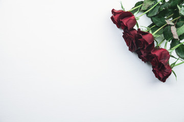 Red roses on white background. Space for your text