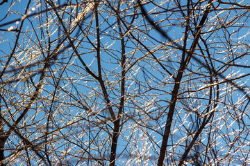 Iced tree branches against the blue sky winter landscape