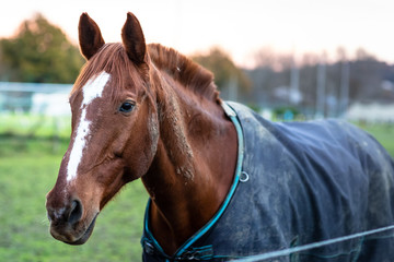 Cheval marron avec couverture