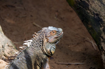 Leguan