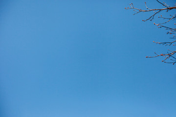 blue sky background. concept of spring. copy space. tree branches with swollen buds