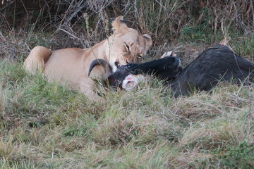 Löwin frisst ein Gnu in Afrika 