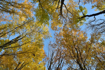 Bottom view to the top of trees in forest