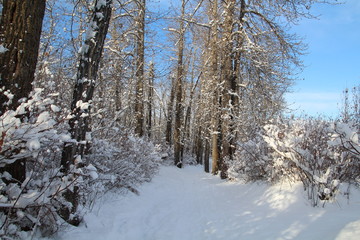 Dusting Of Snow On Trail, Gold Bar Park, Edmonton, Alberta
