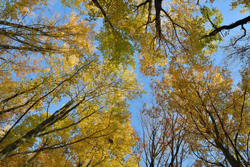 Bottom view to the top of trees in forest