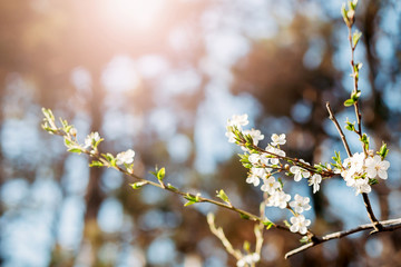 close-up of flowering tree in spring. copy space
