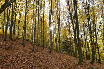 Obraz premium Direct sun rays which is lighting through trees in the forest