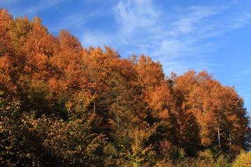 Fototapeta premium trees in autumn