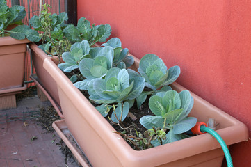cabbages on the vase of a garden created on the balcony