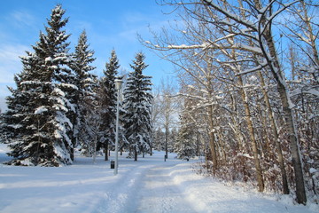 Walking With Winter, Gold Bar Park, Edmonton, Alberta