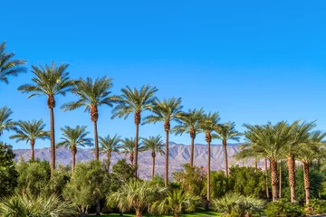 Poster Groen landschap met een rij palmbomen en bergketen op de achtergrond in de Coachella Valley in Californië © Felipe Sanchez