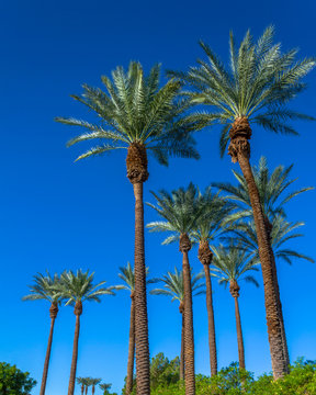 Grove of tall palm trees with a clear blue sky