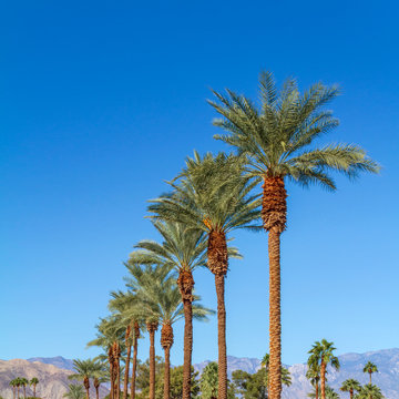 Row of palm trees in an angle with clear blue sky and mountains in the background.