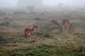 Südafrika Impala 