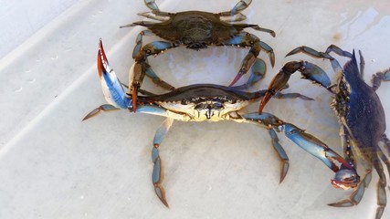 blue crabs
