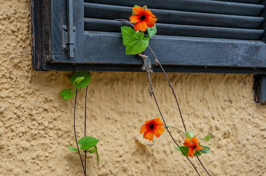 Schwarze Susanne  Mauerbl&uuml;mchen  Rankpflanze
