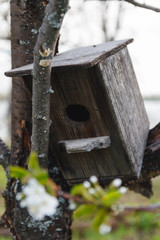 A birdhouse on a tree against the background of a spring blue sky