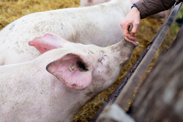 Man touching a pig's nose at animal sanctuary