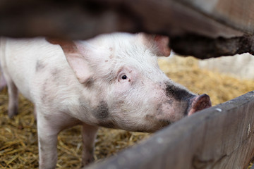 Pig at animal sanctuary