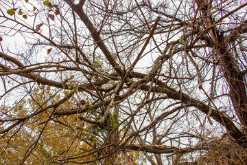 tree in autumn