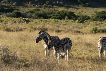 Fototapeta premium Zebra in Afrika