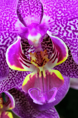 Obraz na płótnie Canvas Orchidées