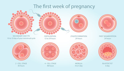 Stages of development of fertile cells. Stages of fetal development. Diagram of folliculogenesis. Educational Medical Information on Cell Division. Vector illustration. 