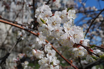 cherry tree blossom