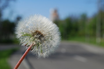 dandelion on background of blue sky