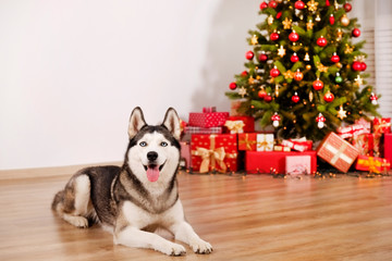 Fototapeta na wymiar Portrait of young bruebred siberian husky dog wearing Santa Clauses elf helper costume for christmas carnival party. White brick wall with bokeh lights. Background, copy space, close up.