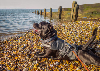 Happy Staffordshire bull terrier dog wearing a harness jacket lying on a beach with pebbles at the...