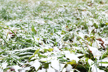 Field in winter time with green grass sprinkled with white snow. It was cold weather. Growing winter crops on the farm. Agricultural land. Season change on the soil surface. Frozen water in the air.