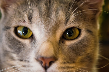 Cat on green background