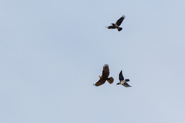 Obraz premium Western Marsh Harrier (Circus aeruginosus)