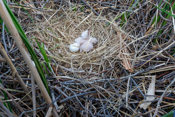Western Marsh Harrier (Circus aeruginosus)