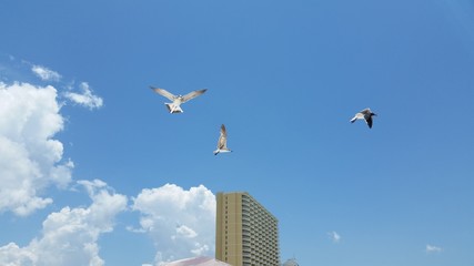 seagull flying in the sky