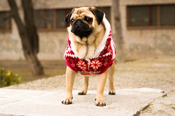 Obraz premium Cute puppy pug outdoors in the christmas suit. Dog in a red suit. Portrait of a cute puppy. Christmas.
