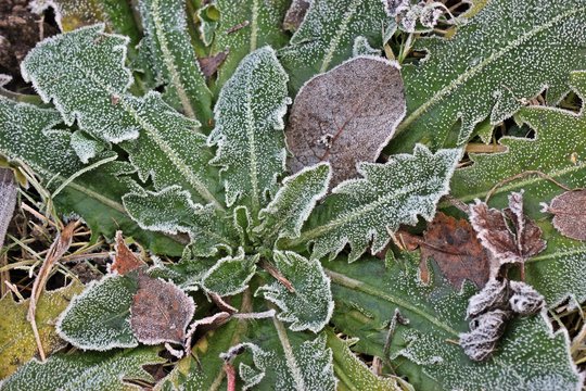 Blattrosette eines Korbbl&uuml;tlers mit Raureif