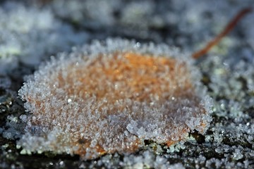 Gelbes Birkenblatt mitt Raureif auf Holz mit Flechten