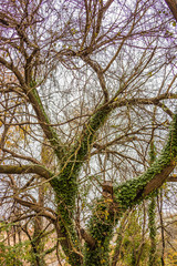 Fototapeta premium tree in the park