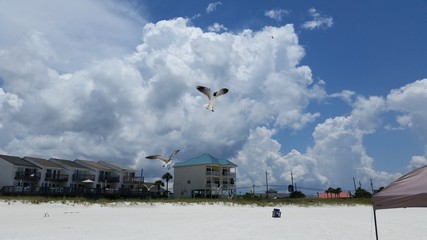 seagulls