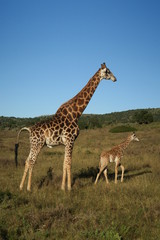Naklejka na ściany i meble Giraffe mit Kind/Baby in Afrika