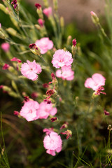 Obraz premium Pretty pink flowers amidst grass